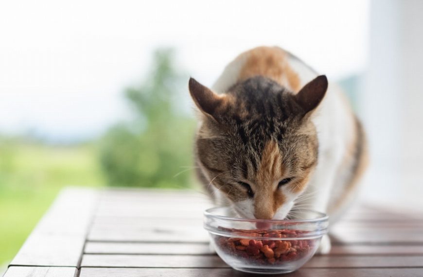 Comment les chats peuvent aider les personnes souffrant de troubles de l&rsquo;alimentation – Les bienfaits surprenants de leur présence