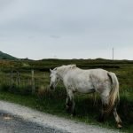Connemara : guide race de cheval