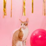 Cornish Rex : guide race de chat