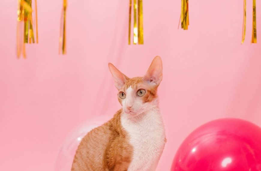 Cornish Rex : guide race de chat