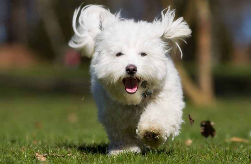Coton de Tuléar : guide race de chien