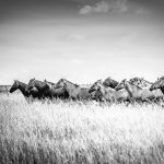 Criollo : guide race de cheval