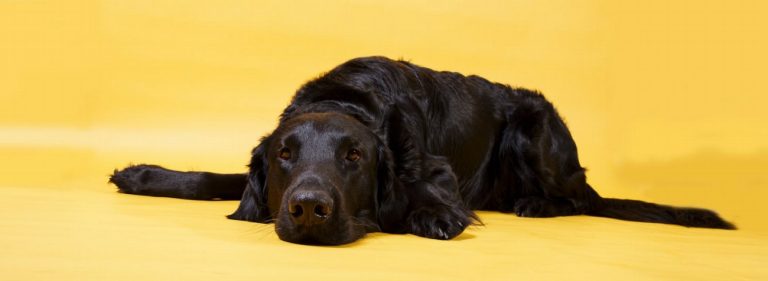 Curly Coated Retriever : guide race de chien