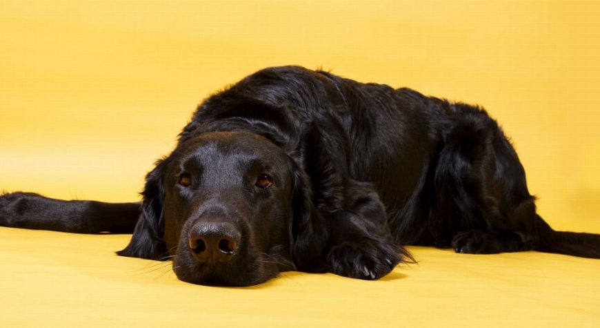Curly Coated Retriever : guide race de chien