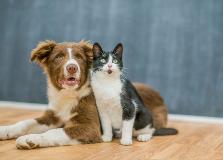 Cursinu : guide race de chien
