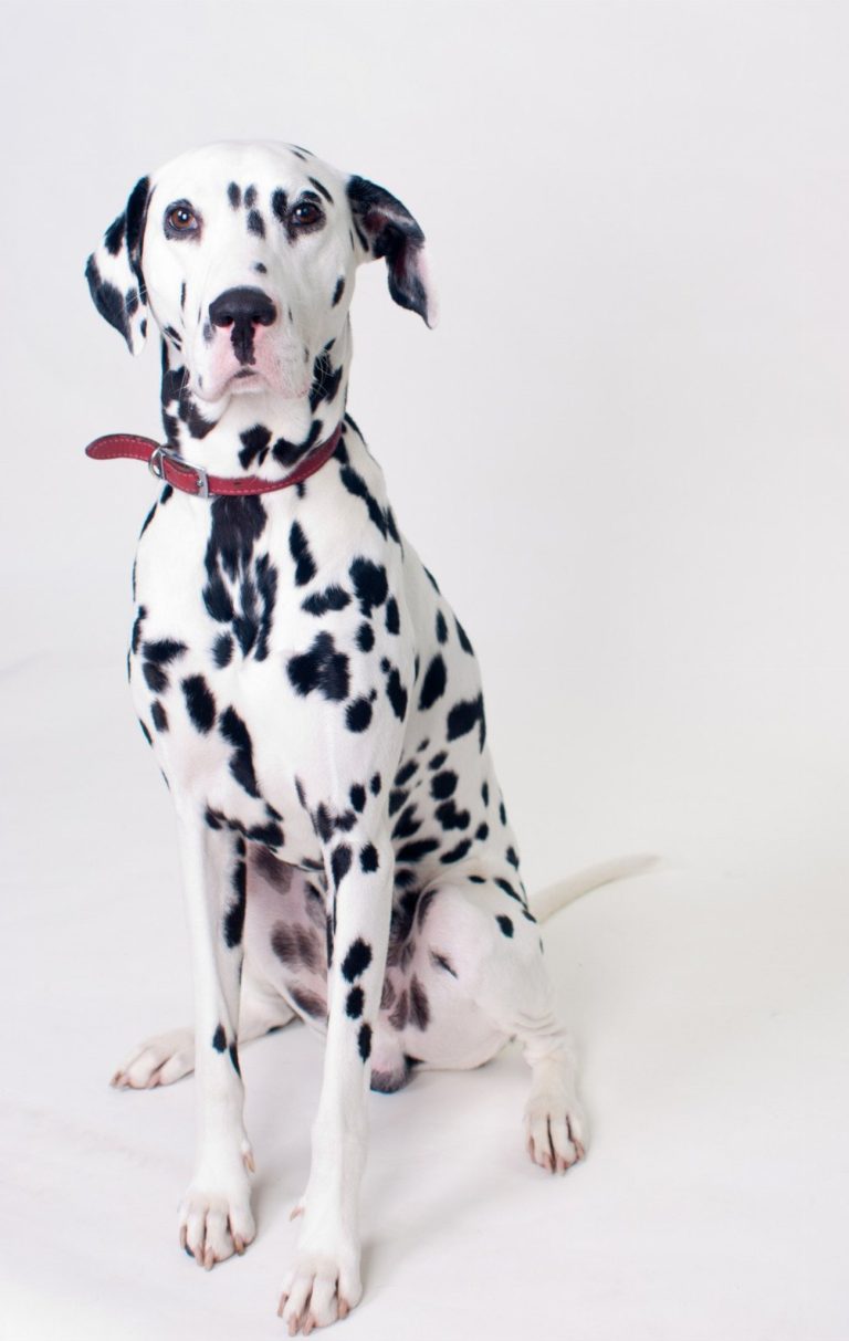 Dalmatien : guide race de chien