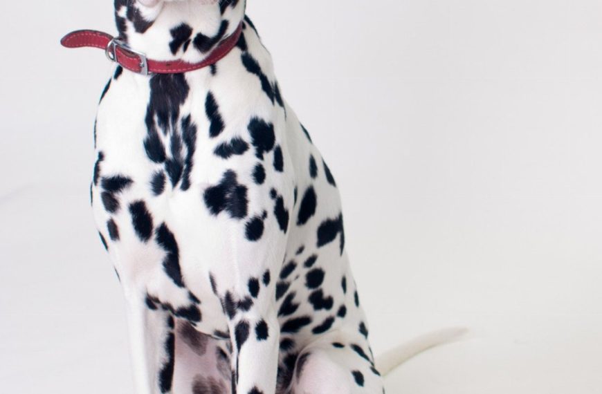 Dalmatien : guide race de chien
