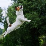 Dandie-Dinmont-Terrier : guide race de chien