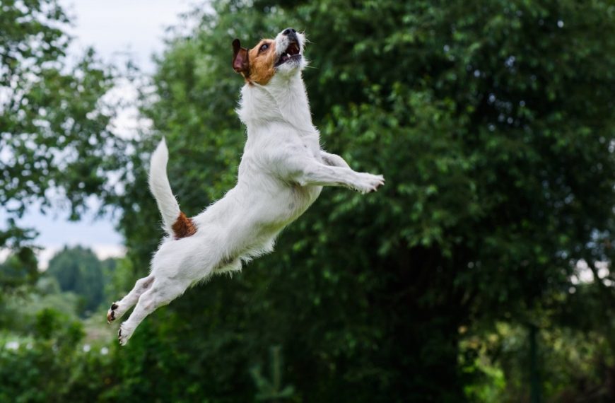 Dandie-Dinmont-Terrier : guide race de chien