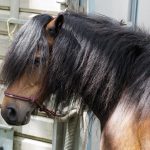 Dartmoor : guide race de cheval