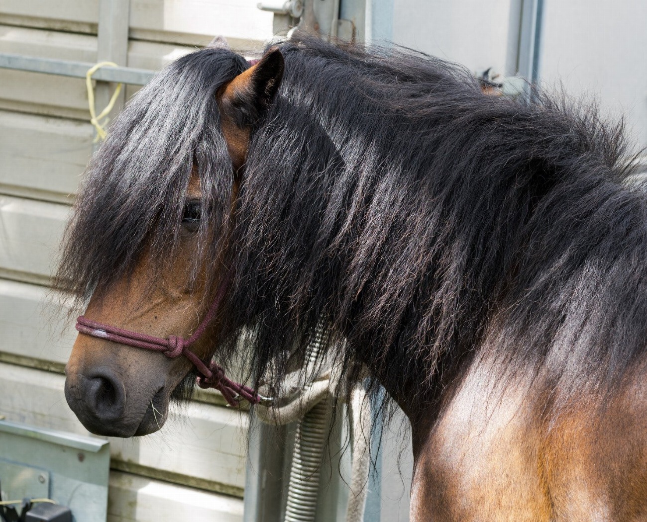 Dartmoor : guide race de cheval