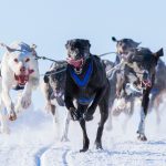 De la naissance à l&rsquo;exploit : découvrez les incroyables étapes de la vie d&rsquo;un chien de traîneau !