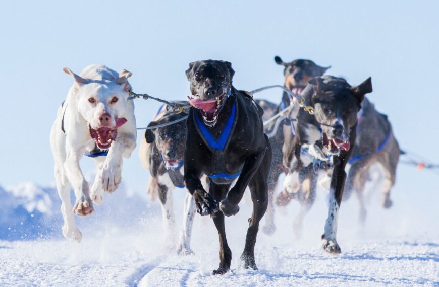 De la naissance à l&rsquo;exploit : découvrez les incroyables étapes de la vie d&rsquo;un chien de traîneau !