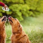 De la naissance à la retraite : découvrez les incroyables étapes de la vie d&rsquo;un chien de recherche en eau !