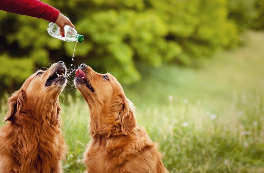 De la naissance à la retraite : découvrez les incroyables étapes de la vie d&rsquo;un chien de recherche en eau !
