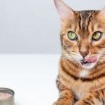 Découvrez ces 5 activités inattendues pour booster la confiance en soi de votre chat !