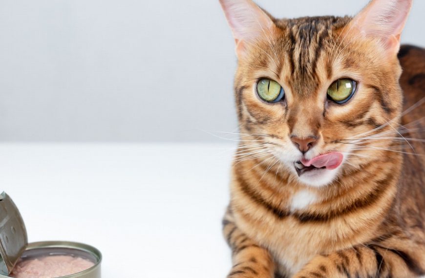 Découvrez ces 5 activités inattendues pour booster la confiance en soi de votre chat !