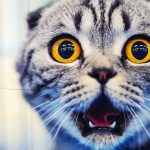 Découvrez ces 5 activités insolites pour apaiser votre chat stressé !