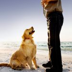 Découvrez ces 5 astuces étonnantes pour renforcer votre lien avec votre chien !