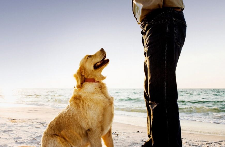 Découvrez ces 5 astuces étonnantes pour renforcer votre lien avec votre chien !