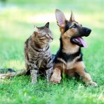 Découvrez ces 5 signes inattendus de problèmes gastro-intestinaux chez votre chat – Ne les ignorez surtout pas !