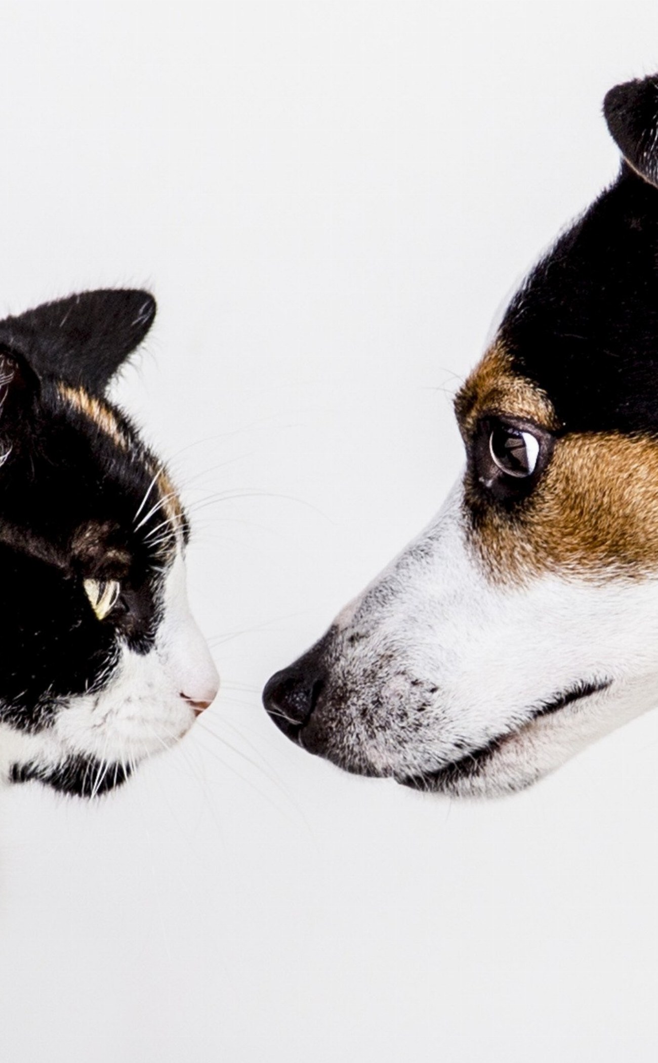 Découvrez ces jeux d’intelligence incroyables qui rendront votre chien plus…