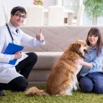Découvrez comment apaiser votre animal avant une visite chez le vétérinaire et éviter le stress !