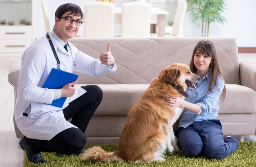 Découvrez comment apaiser votre animal avant une visite chez le vétérinaire et éviter le stress !