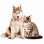 Découvrez comment apaiser votre chat et retrouver enfin des nuits paisibles grâce à ces astuces incroyables !