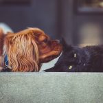 Découvrez comment créer le coin de jeu ultime pour votre chat et stimuler son intelligence !