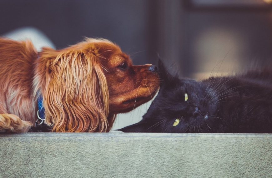 Découvrez comment créer le coin de jeu ultime pour votre chat et stimuler son intelligence !
