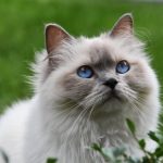 Découvrez comment créer le paradis ultime pour votre chat – il ne voudra plus jamais quitter cet espace cocooning !