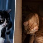 Découvrez comment créer un coin de jeu de cache-cache irrésistible pour votre chat !