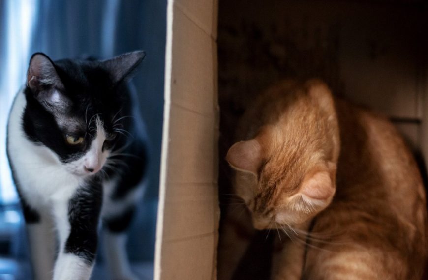 Découvrez comment créer un coin de jeu de cache-cache irrésistible pour votre chat !