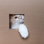 Découvrez comment créer un paradis d&rsquo;aventures pour votre chat avec ce coin de jeu sensationnel !