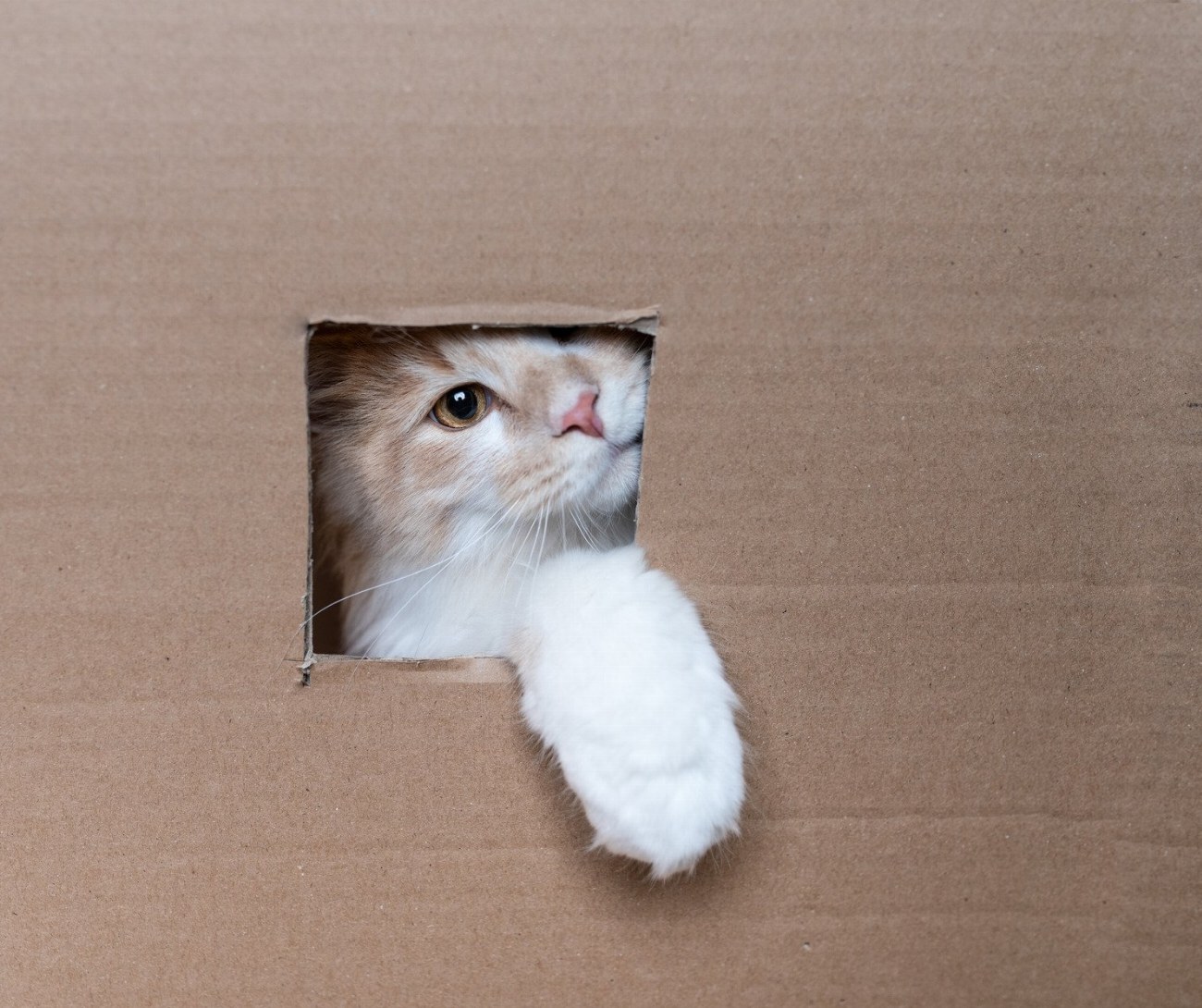 Découvrez comment créer un paradis d’aventures pour votre chat avec…