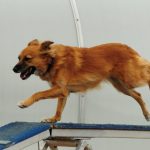 Découvrez comment l&rsquo;agility transforme la vie de votre chien en un seul clic !