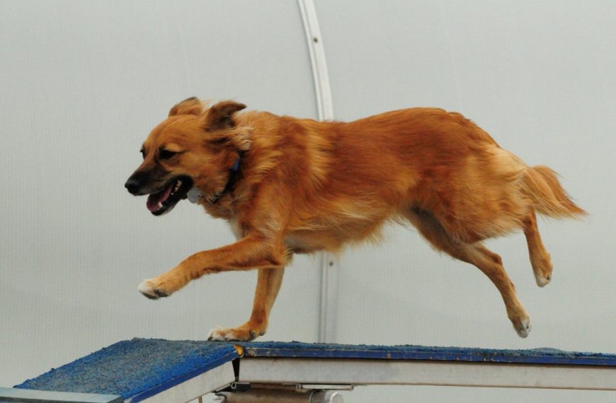 Découvrez comment l&rsquo;agility transforme la vie de votre chien en un seul clic !