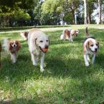 Découvrez comment l&rsquo;aromathérapie peut apaiser votre chien en un clin d&rsquo;œil !