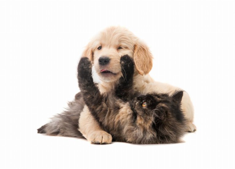 Découvrez comment l’assurance santé pour chiens peut vous…