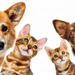 Découvrez comment l&rsquo;enrichissement de l&rsquo;environnement peut transformer la vie de votre chat !