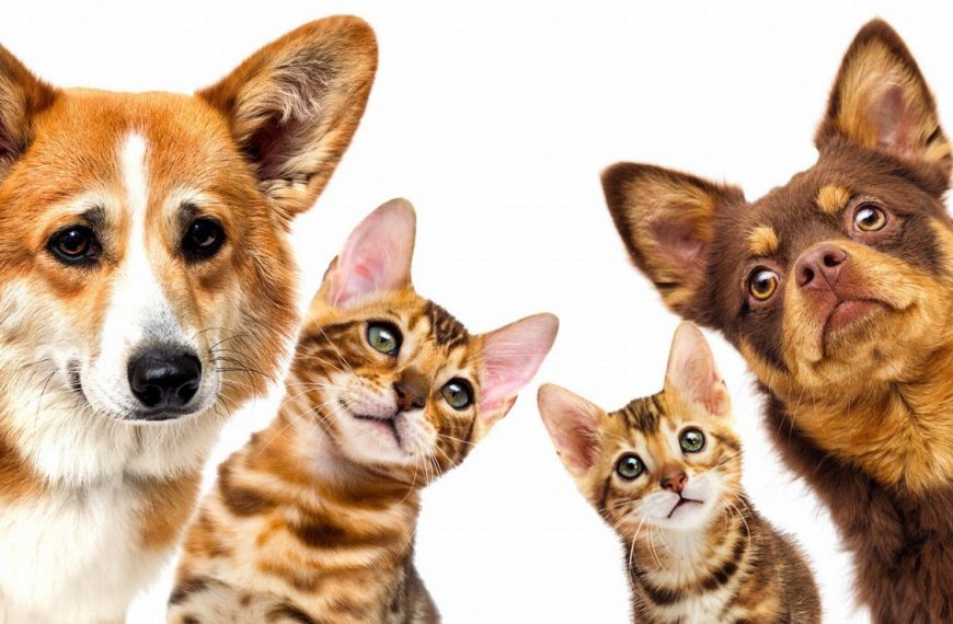 Découvrez comment l&rsquo;enrichissement de l&rsquo;environnement peut transformer la vie de votre chat !