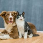 Découvrez comment l&rsquo;homéopathie peut transformer la santé de votre chien !
