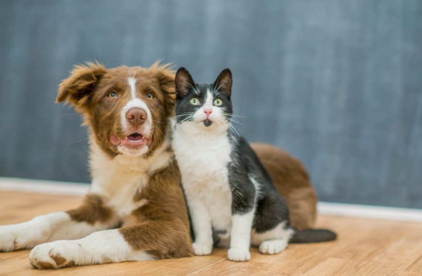 Découvrez comment l&rsquo;homéopathie peut transformer la santé de votre chien !
