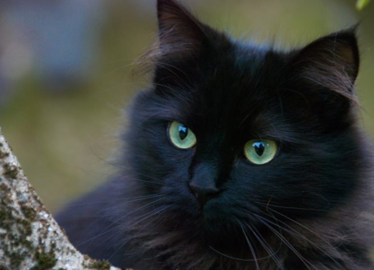 Découvrez comment l’interaction avec d’autres chats peut transformer…