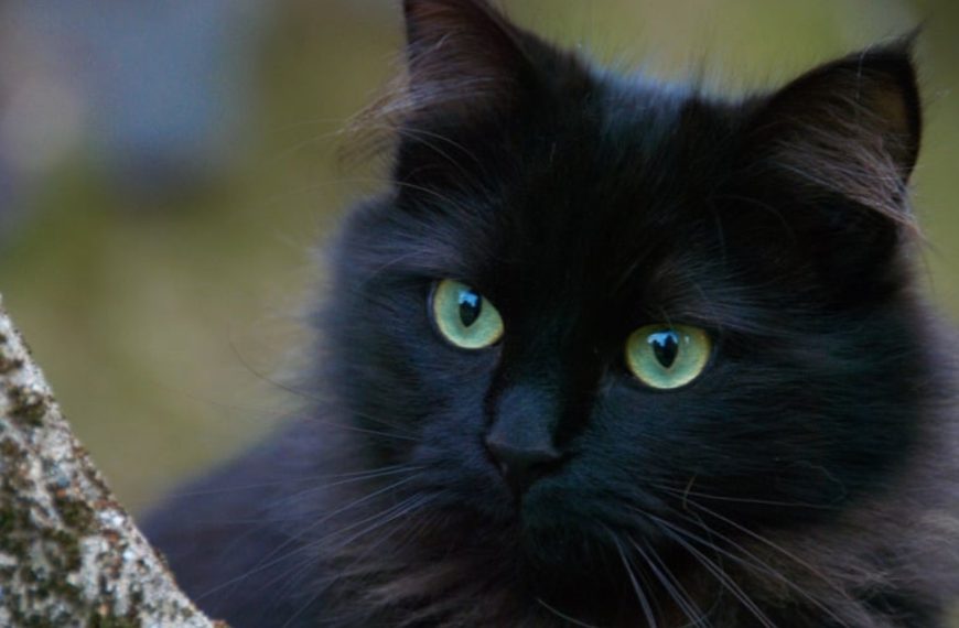 Découvrez comment l&rsquo;interaction avec d&rsquo;autres chats peut transformer la vie de votre félin !