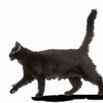 Découvrez comment la chasse peut révolutionner l&rsquo;équilibre de votre chat !