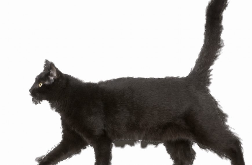 Découvrez comment la chasse peut révolutionner l&rsquo;équilibre de votre chat !