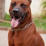 Découvrez comment la communication non verbale peut renforcer le lien avec votre chien et améliorer sa compréhension!