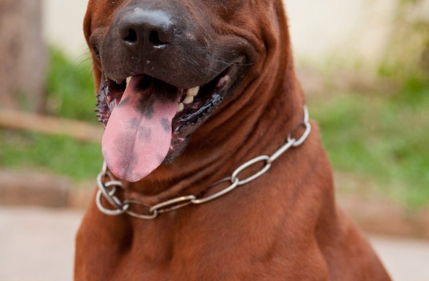 Découvrez comment la communication non verbale peut renforcer le lien avec votre chien et améliorer sa compréhension!